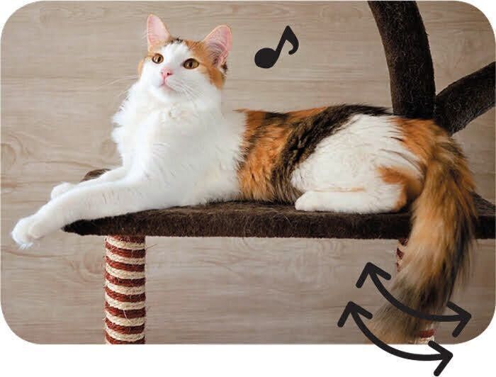 リラックスしている猫