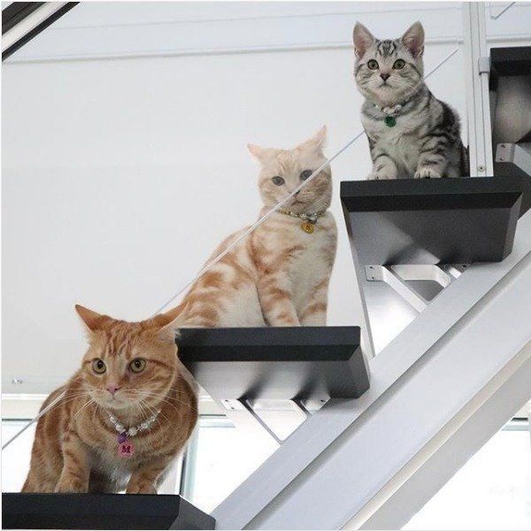 アメリカンショートヘアー