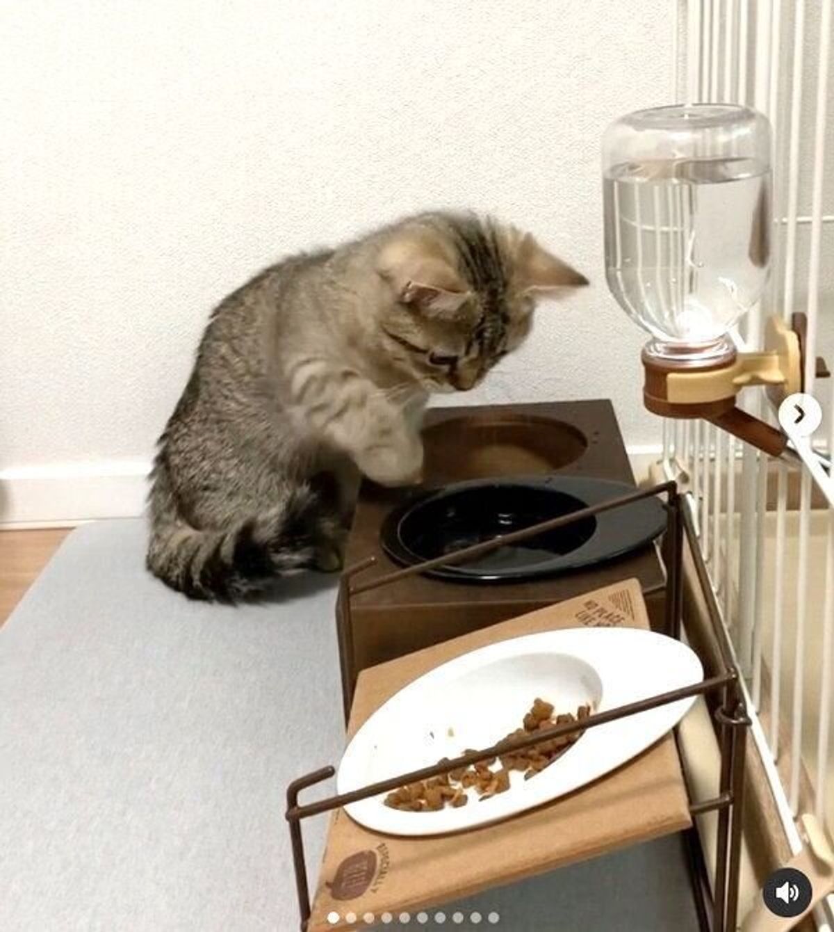 子猫の水飲み皿を変えてみた結果 突如始まる お遊びタイム の可愛さに ずっと見ていたい ねこのきもちweb Magazine 子猫の水飲み皿を変えてみた結果 突如始まる お遊びタイム の可愛さに ずっと見ていたい ねこのきもちweb Magazine