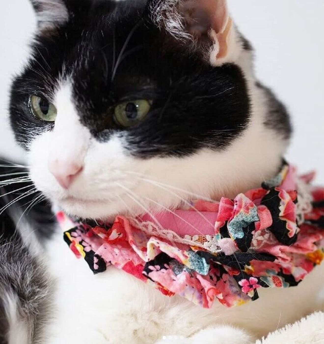 おしゃれだけではない 個性的にアピール 手作りの猫用首輪 ねこのきもちweb Magazine おしゃれだけではない 個性的にアピール 手作りの猫用首輪 ねこのきもちweb Magazine