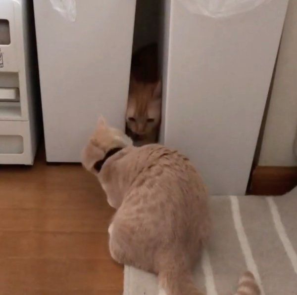 隙間を探検するマンチカン