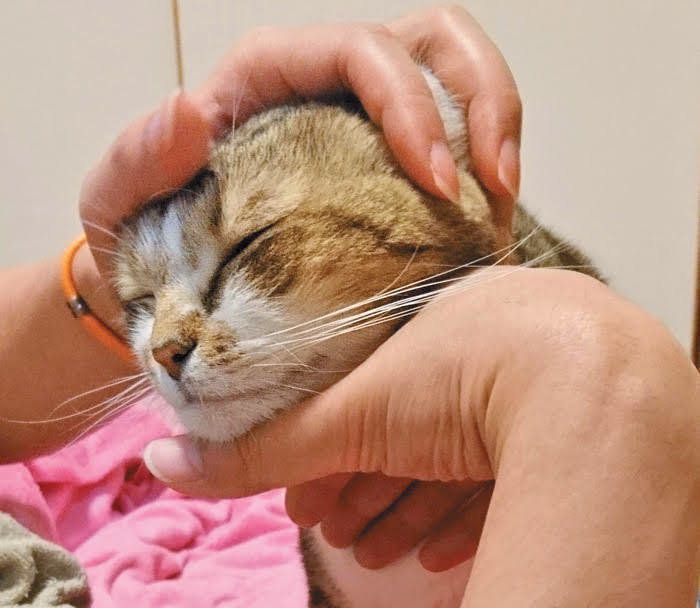 撫でられてうれしそうな猫