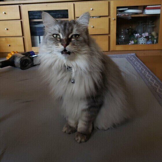 サイベリアンのさくらちゃん