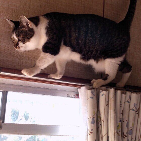 カーテンレールの上を歩くあずきちゃん