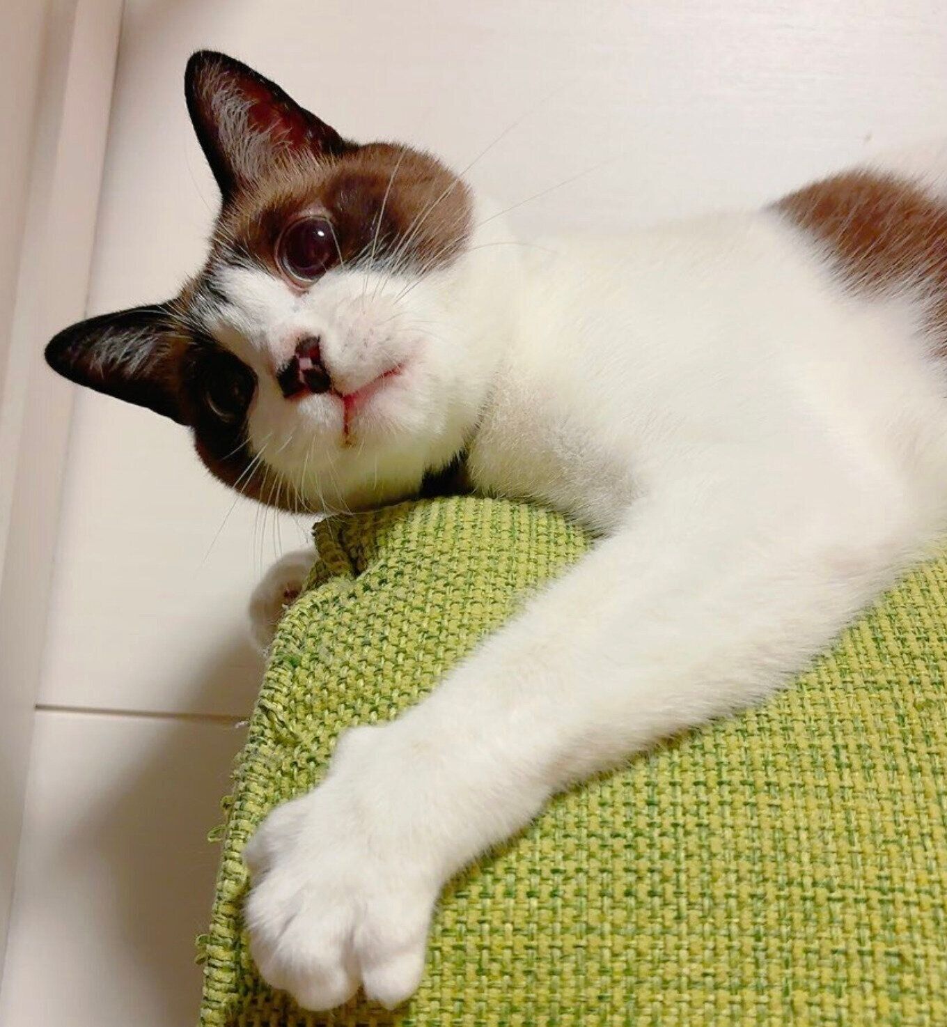 見つめるぽんちゃん