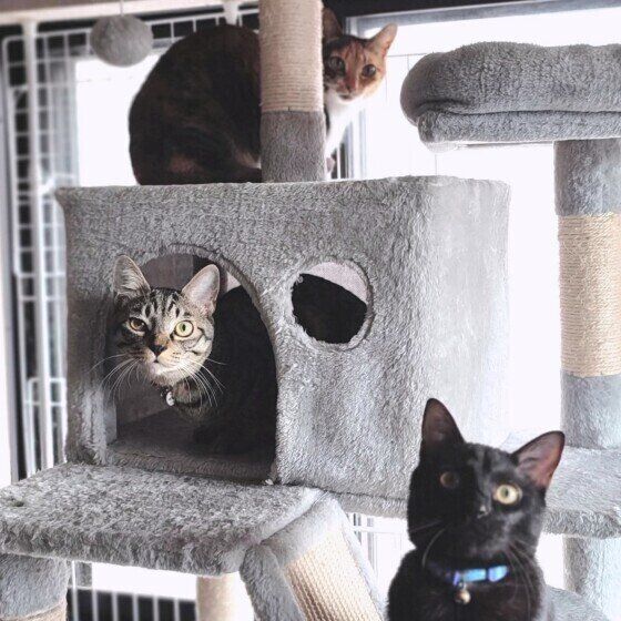 キジトラの北斗くんたち