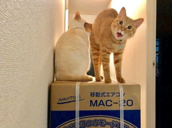 ダンボール箱の上に座るイチちゃん・あめちゃん