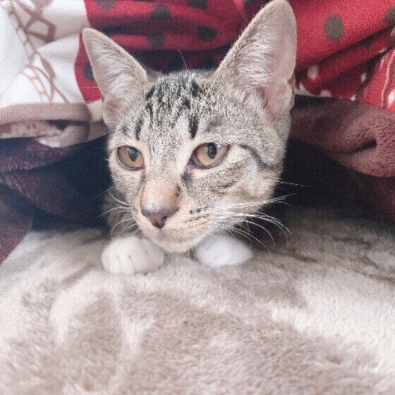 こたつでまったりするキジトラ