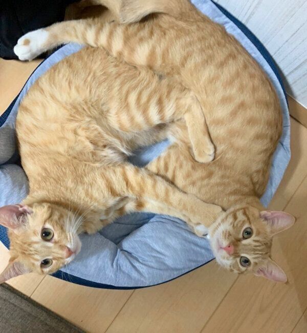 くっついて眠るツムくんとサムくん