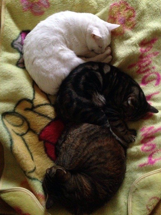 毛布の上で寝ている3匹の猫