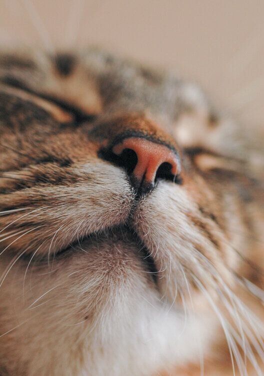 猫のウィスカーパッド