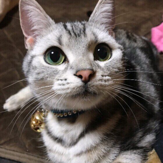 お目めが大きいアメリカンショートヘア