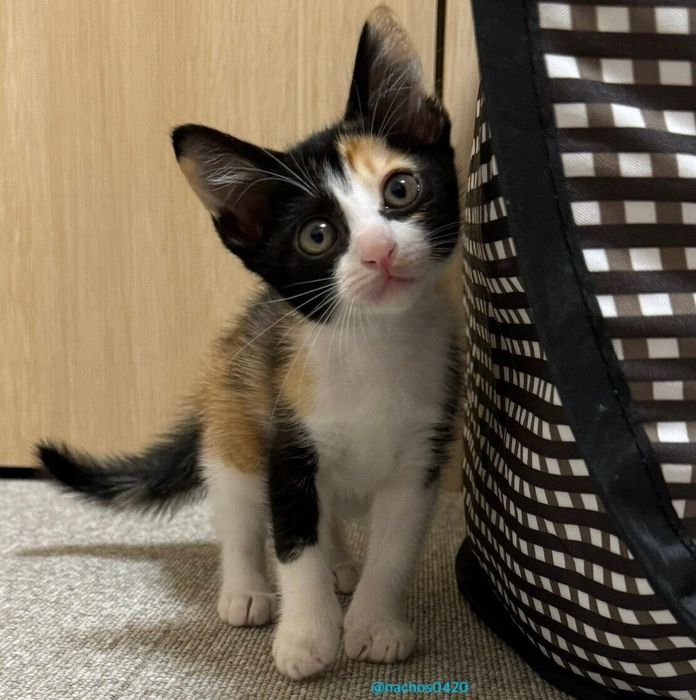 飼い主さんの家に来た直後のスイちゃん