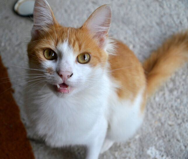 見つめる猫