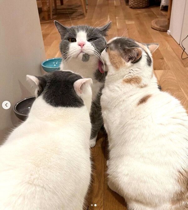 ドラ千代くんのもとに集まる、カツヲくんとねね子ちゃん