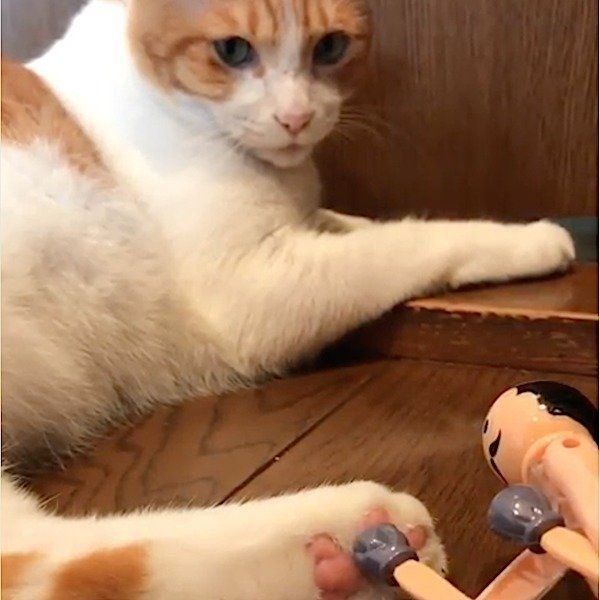 おもちゃにジャブされるにゃんこ