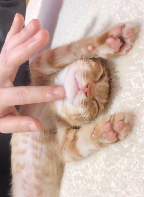 すっかり家にも慣れたほたてくん