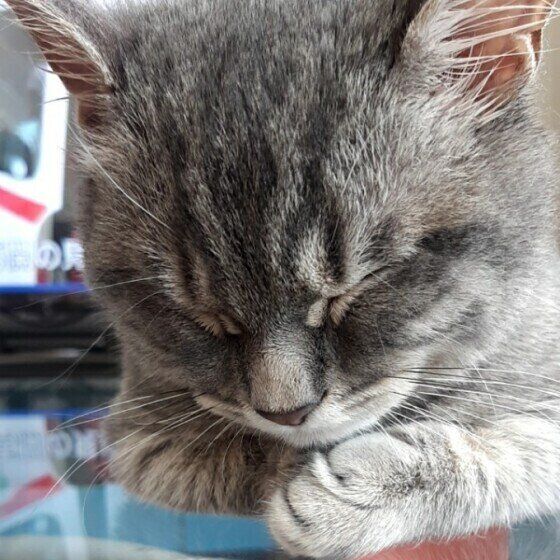 エル　マンチカン　肉球