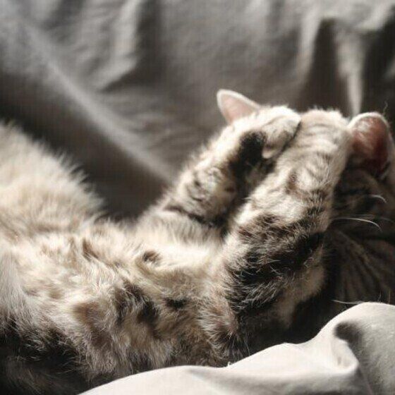 目を覆うマーベルちゃん（アメショ）