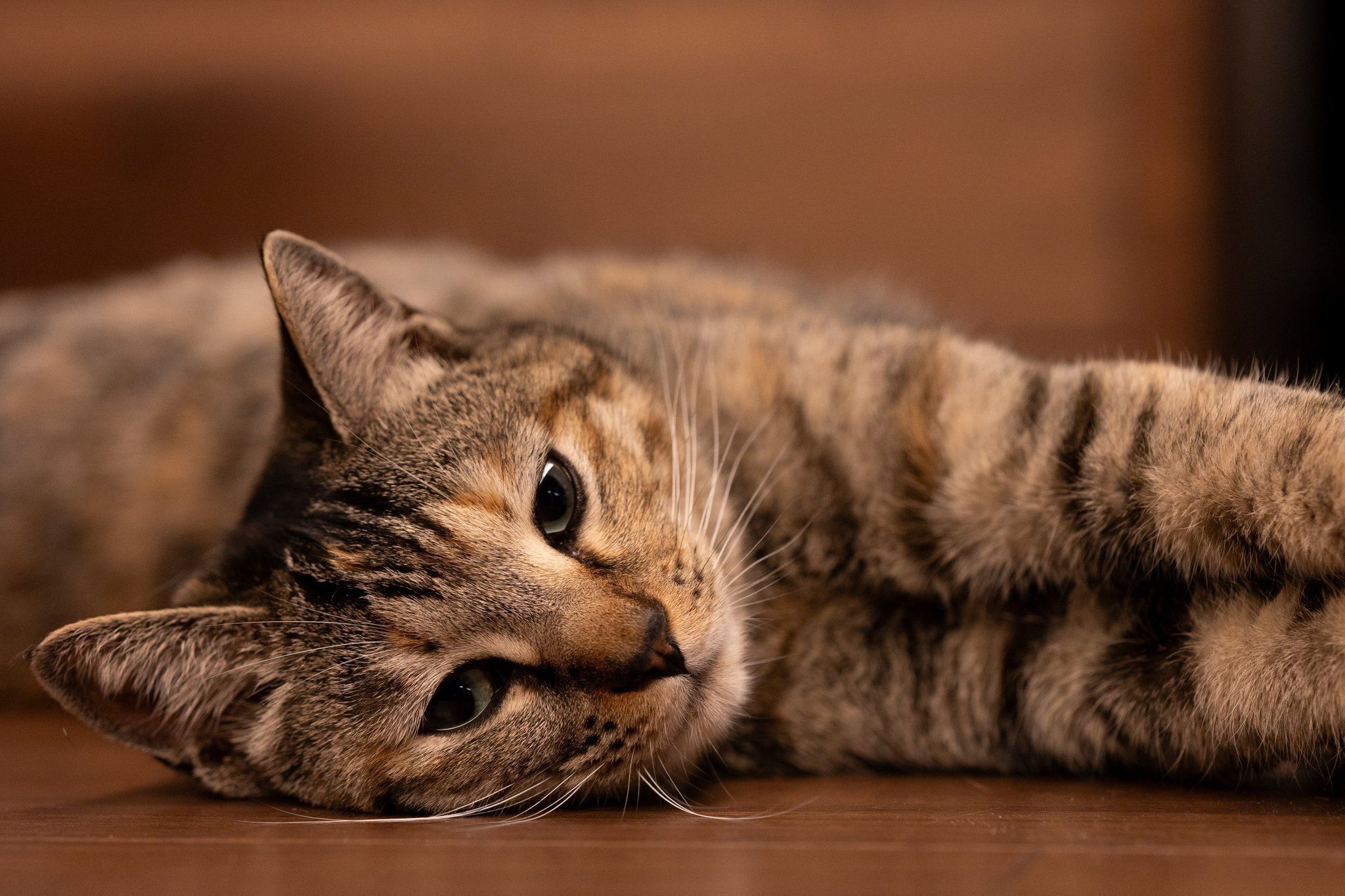 生後11カ月の猫