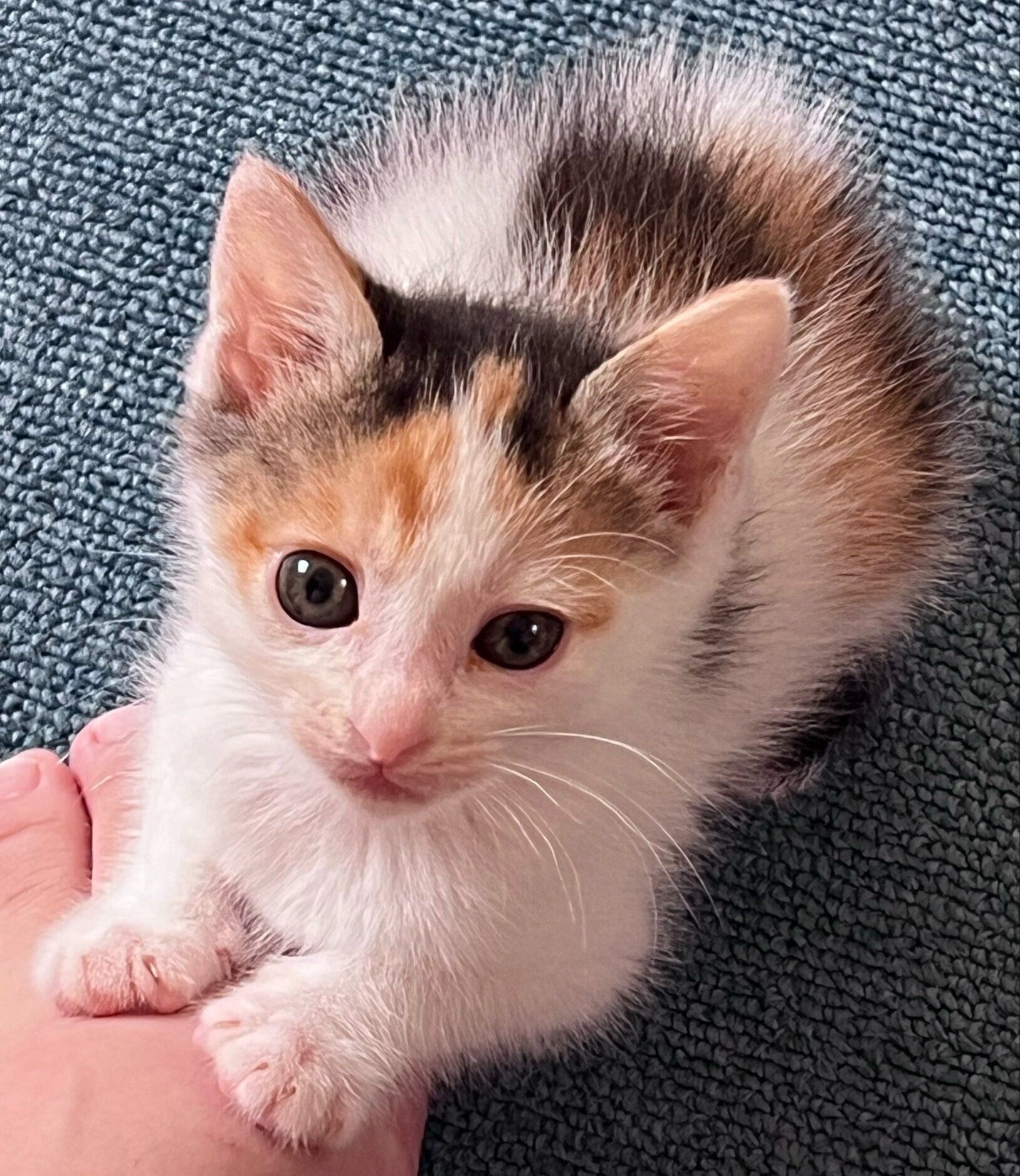 お迎えして間もないころの二二ちゃん