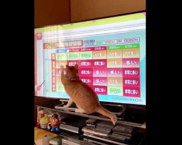 天気予報を見るちくわちゃん