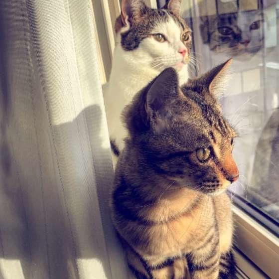 MIXキジトラのチャーハンくんたち