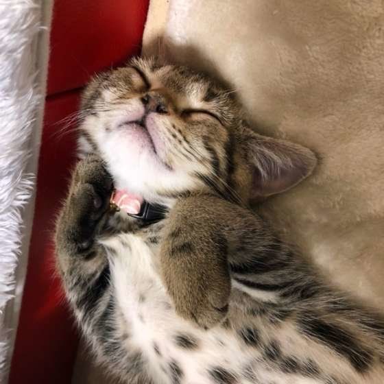 眠るアメリカンショートヘア