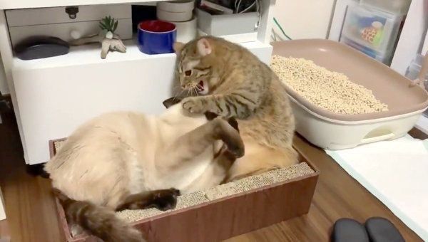 激しい喧嘩をするつぼ実ちゃんとはなちゃん