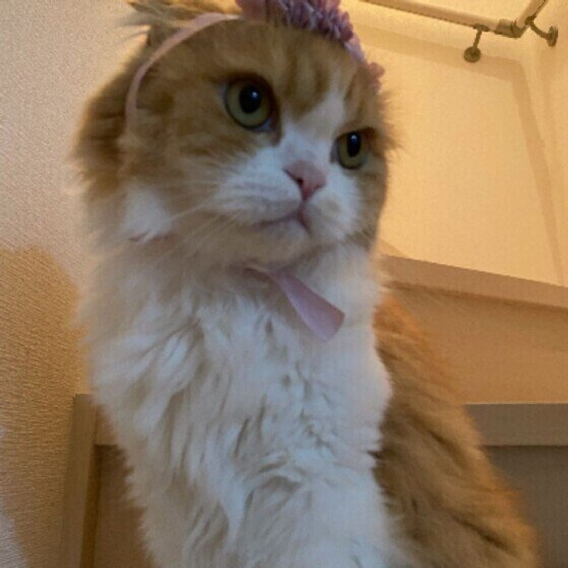 真心のこもったプレゼント 愛猫のためのハンドメイドグッズ集 ねこのきもちweb Magazine 真心のこもったプレゼント 愛猫のためのハンドメイドグッズ集 ねこのきもちweb Magazine