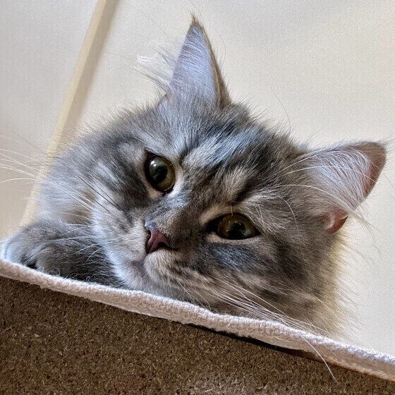 一点を見つめるラガマフィンのLanaちゃん