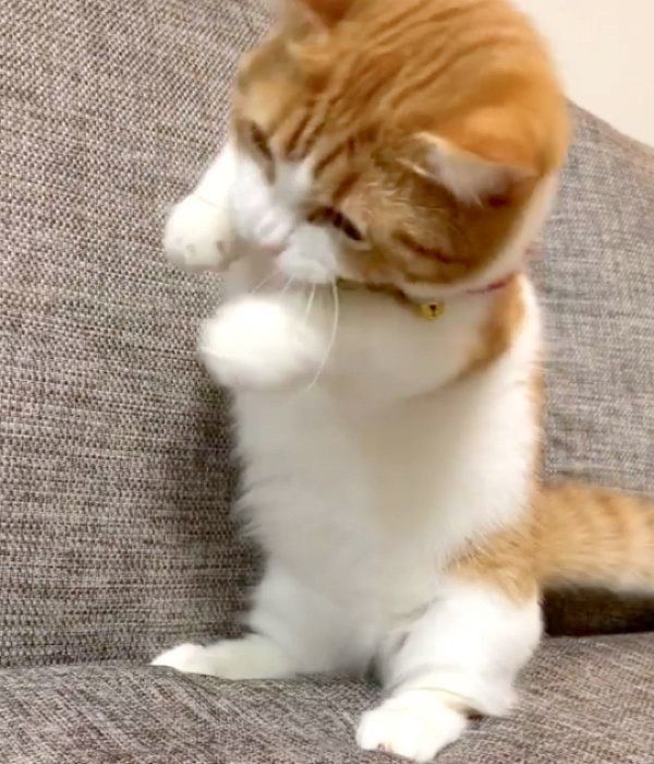 蝶々のおもちゃで遊ぶ茶太くん