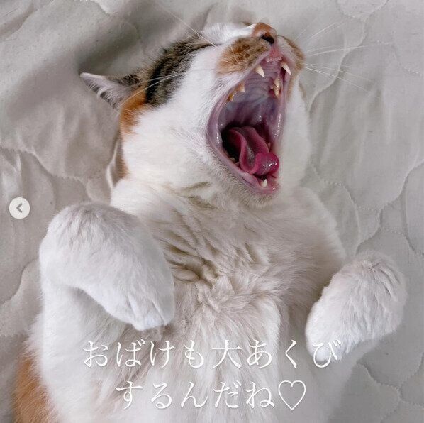 あくびをするあんこちゃん