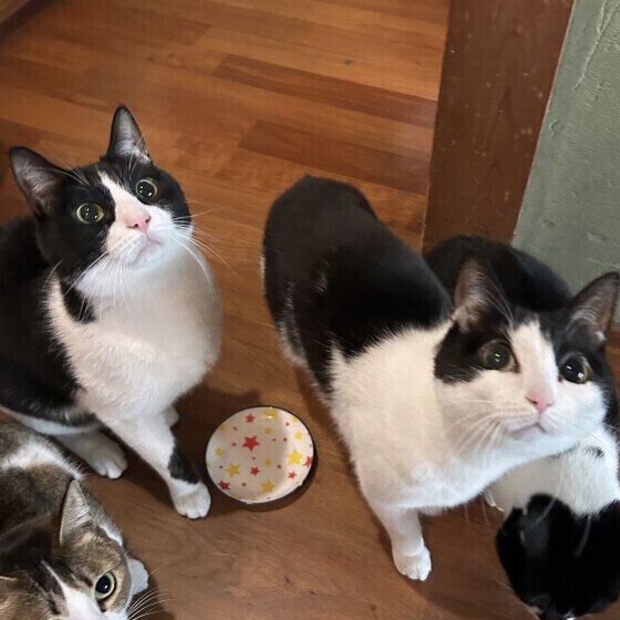 日本ネコのいつくん