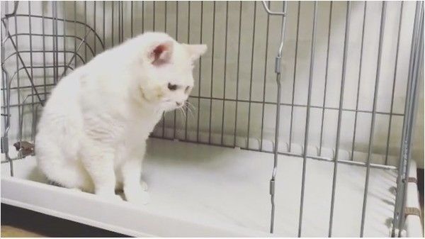 ボール大好きニャンコ