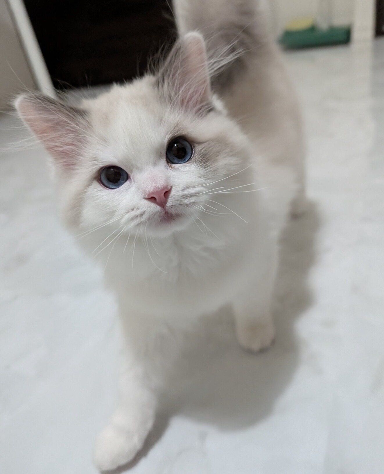 見つめるベルくん