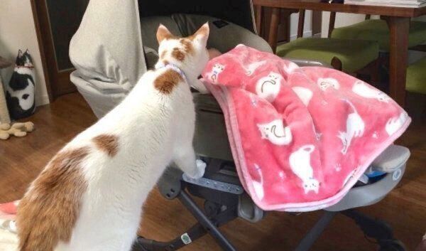 娘さんを見つめるむぎちゃん