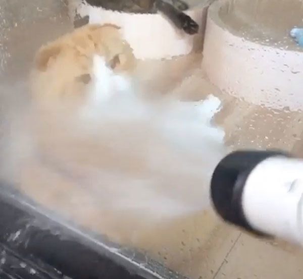 窓際でくつろぐスコティッシュフォールド