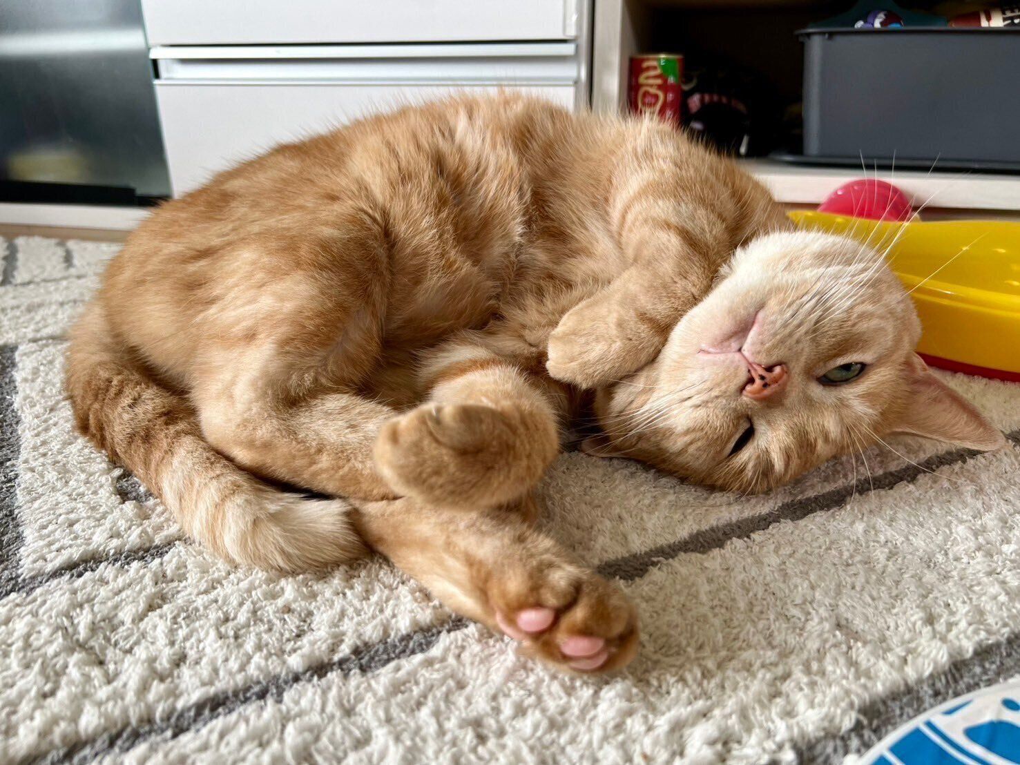 飼い主の近くで横になっているアメリカンショートヘア