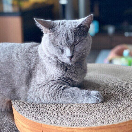 うちの猫って太ってる 猫の肥満チェックの仕方とダイエットのコツ ねこのきもちweb Magazine