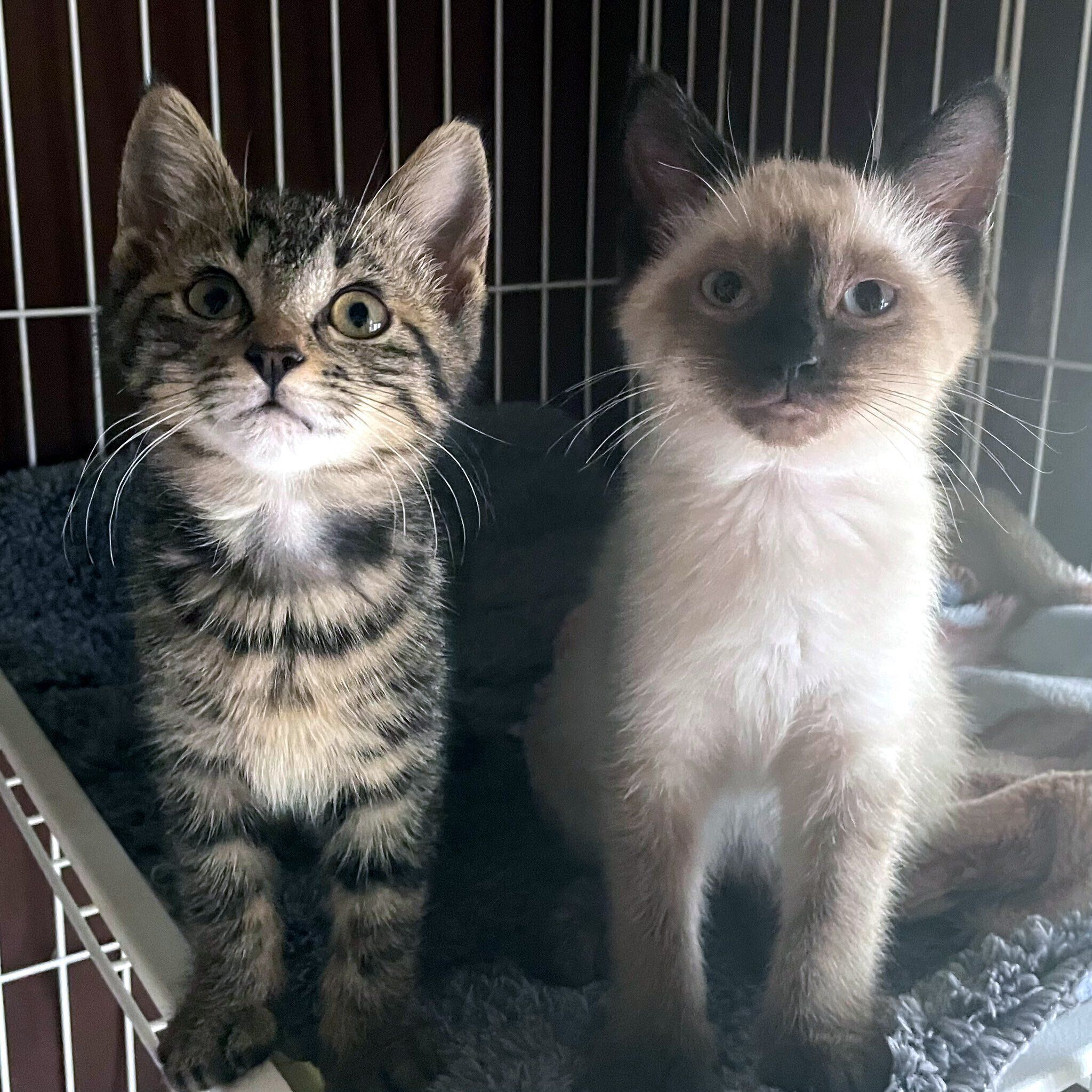 お迎えして間もないころのるちぇちゃん、もあちゃん