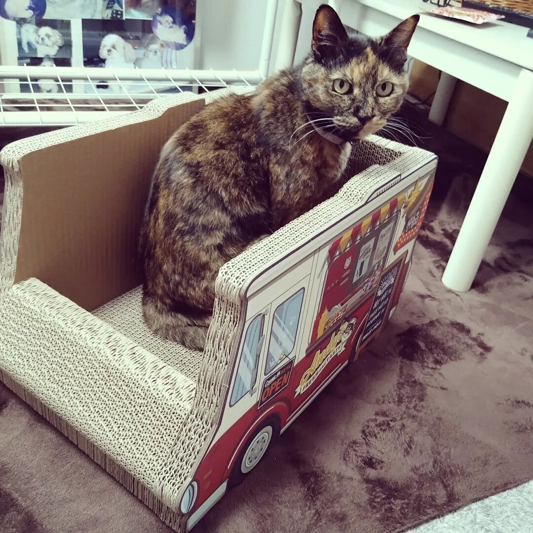 爪とぎの上のはるちゃん