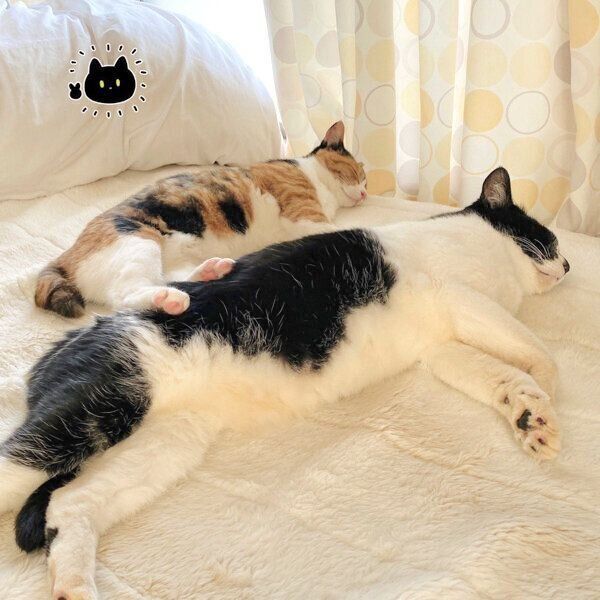 くつろぐまめさんとチビちゃん