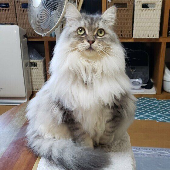 冬毛に生え変わったサイベリアン