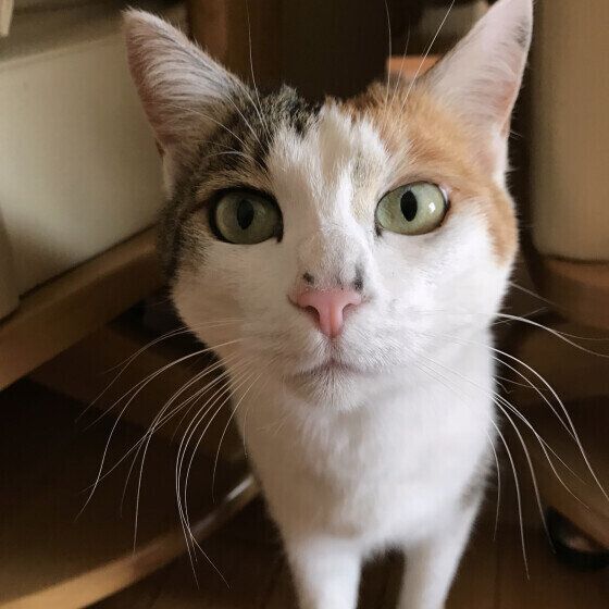 前を見つめるミケ猫