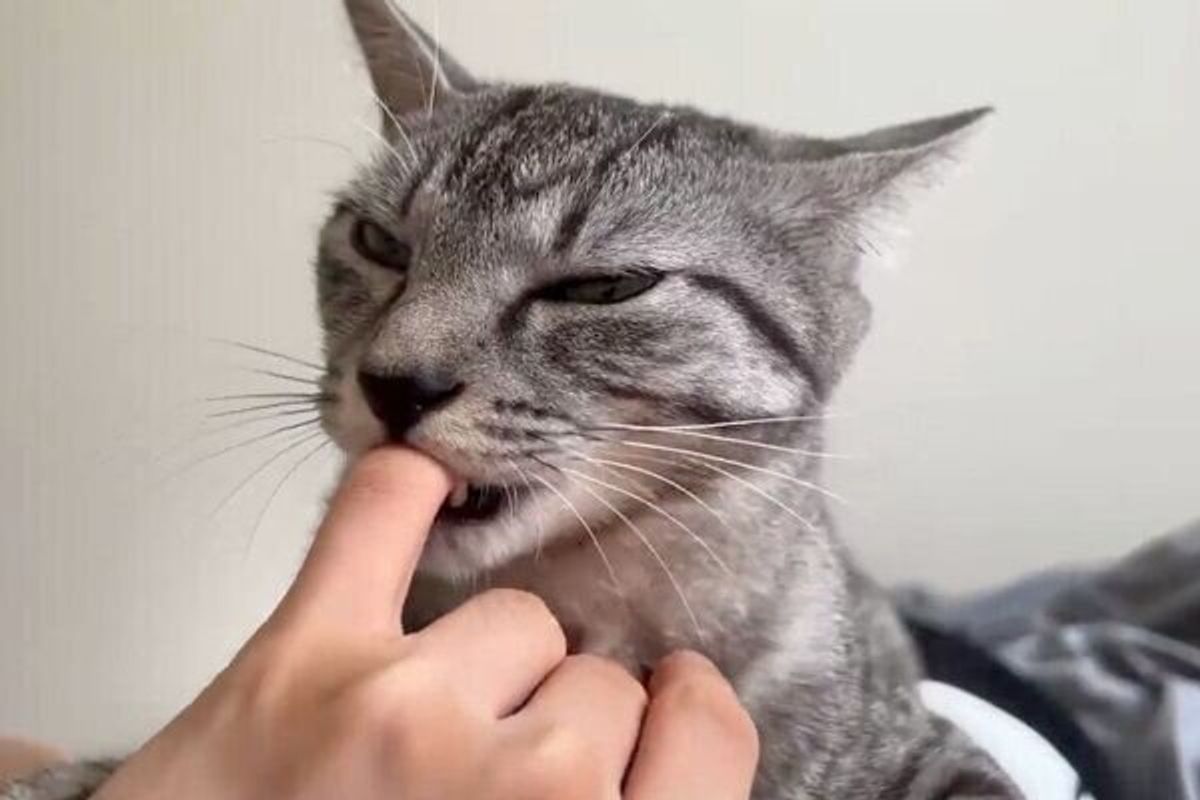 毎朝5時になると起こしに来る猫 飼い主が指を差し出すと 最高の表情 にキュンとくる ねこのきもちweb Magazine 毎朝5時になると起こしに来る猫 飼い主が指を差し出すと 最高の表情 にキュンとくる ねこのきもちweb Magazine