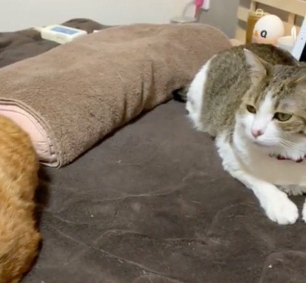 冷ややかな視線を送る猫