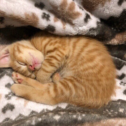 お昼寝するラメくん（スコティッシュフォールド）