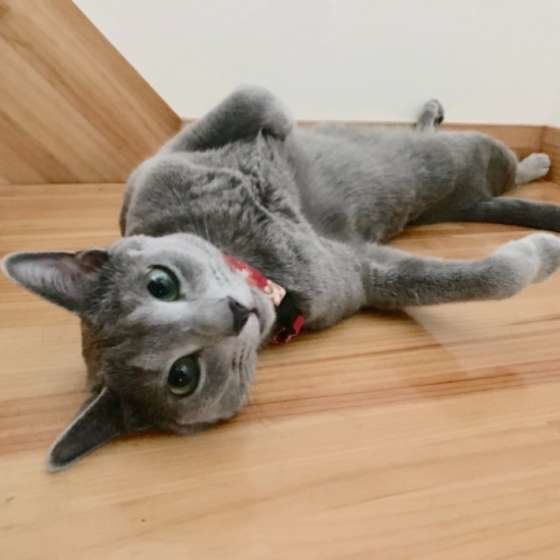 寝転がるロシアンブルー