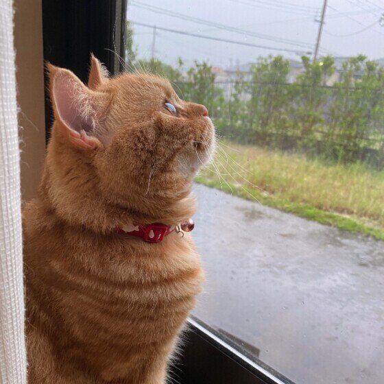 スコティッシュフォールド